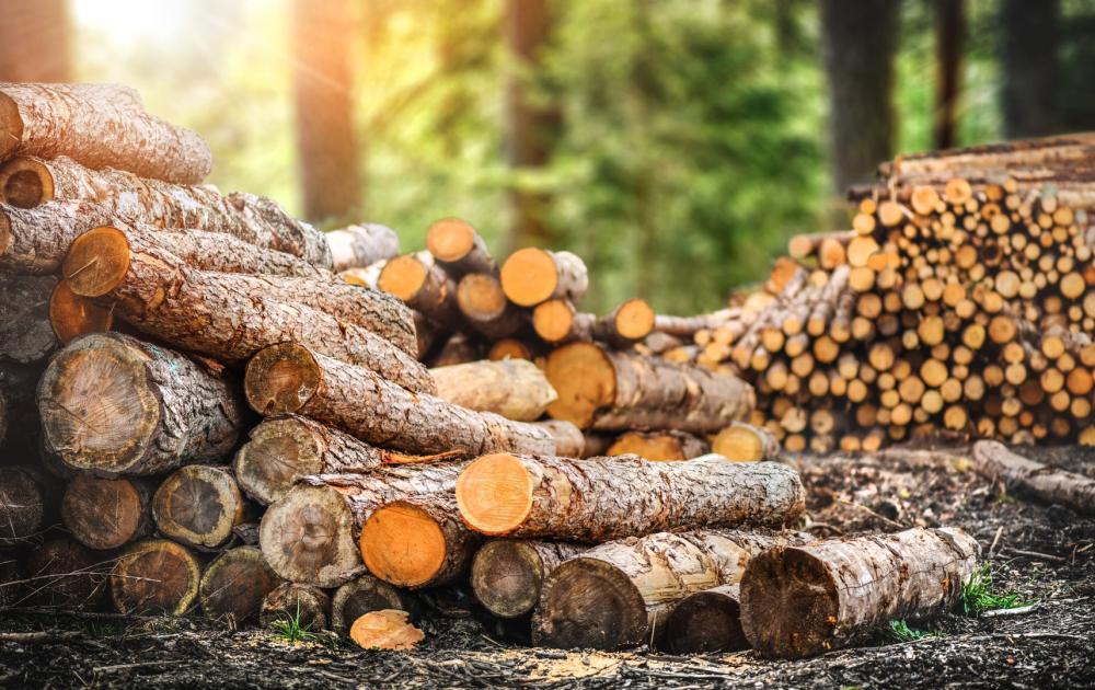 rondins de bois empilés dans une foret